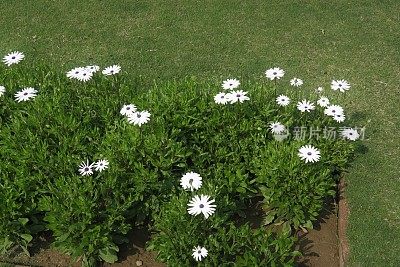 夏季白色雏菊和花瓣/白色骨芥雏菊花和花蕾生长在每年夏天的花坛花园模糊的叶子背景，白色非洲雏菊/雏菊灌木花的特写图像